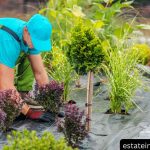 Premium Landscape Maintenance Services